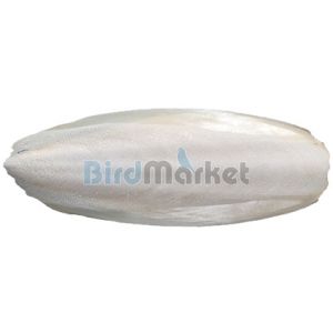 Kόκκαλο Σουπιάς 16-18cm ( 3 Tεμ.)